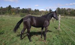 Looking for a home for my standardbred mare Rosie.  She would make a great pet or saddle horse, very quiet and loves attention.