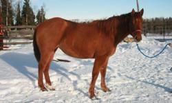 Very smart and quiet little mare, take her in any direction that you want.  Has had her feet trimmed in the past and been dewormed on a regular basis.
