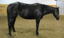 This beautiful, black, well bred,
baby doll head, mare has had
90 days professional training.
-walk / trot / lope
-has a great stop / back up
-responds to leg pressure
-has more whoa then go
She would make a great ladies horse for pleasure / trail riding