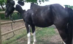 Ozzy is a 3yr old, 14.3hh, black and white gelding. He is the easiest colt I have ever worked with, he is so quiet. He is easy to catch, load, tie, great for the vet, farrier, and great with other horses. He has been lightly started with all ground work