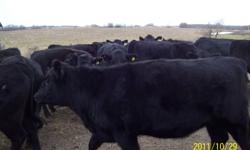 40 Black Angus heifers for sale. $1500 each.  Bred to a black Angus bull.  Due to start calving in beginning of April.