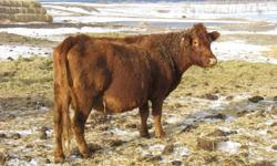 Have 44 Bred cows for sale mostly AngusX and SimmX, but there are a few CharX cows.  Bred for May 7th calving.  Have all their shots and Ivomec.  Bred to Hereford and Black Simmental Bulls.  Cows are mostly Red, RBF and RWF but there are a few tans, and