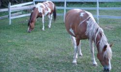 4 Beautiful Paints for sale
 
Stallion, 7yrs well mannered, very managable, has been ridden. Proven producer of  Paints.
Mare 4 yrs - Paint.
Colt appr. 2 yrs.  - Paint
Filly appr. 1 yr - Paint.
 
They are on an acerage just outside Edmonton, my parents