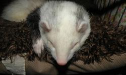 I am looking to place my ferrets in a good home. I currently have 4 of them in a "ferret nation", double level cage. I have 2 males and 2 females, all of which are fixed and desented. I have a small travel cage, small kennel, metal food dishes, glass