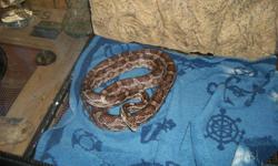 I HAVE A BEAUTIFUL 4 FOOT CORN SNAKE THATS ABOUT 2 YEARS OLD. HE IS SO FRIENDLY AND LOVES TO BE HELD. WE ARE MOVING TO ONT AND CANT TAKE HIM WITH US :( HE DOES NOT COME WITH HIS CAGE BUT HE DOES COME WITH HIS ROCK AND HIS WATER DISH $150.00 OBO