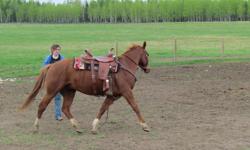 Hollywood Par Chance
 
4 year old gelding... well started, has been to the mountains, done trail riding and creek crossing, will make a good horse for anyone.   $2200
Call Dave 403-350-7570 or www.northforkquarterhorse.com
No emails as i posted the ad for
