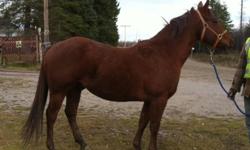 Bert's Heart Of Gold is a 4 year old unbroke chestnut gelding ready to be trained the way you want him! He stands approx 14.3hh. fast enough to be trained in gaming, pretty enough for western pleasure. Very quiet and docile he would make you an excellent