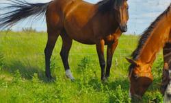 Has been ridden walk trot bareback but nothing else yet. Lays down and is starting to learn to sit. Really pretty bay mare
Carterhorsemanship and Shanty arabians
Miss Trumpet Rose