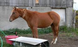 foxy is a registerd quarter horse, she is 4 yaers old, beautiful horse geat if your looking for a project. not trained. we don't have the time or experiance to give her the work she needs
$800. OBO or trade for a traind pony. e-mail of call 613-398-8441.