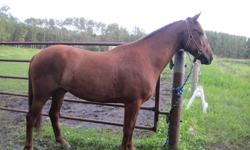 4 yr old chestnut gelding for sale, his name is Tequila, he is 14 hh.  He is well started in riding, he is green broke, and needs continued training. He is a real nice looker.  His personality is playfull, and loves attention.  I had him started in 4h