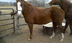 HOTLINE-- 4 yr old Sorrel Registered Quarter Horse Gelding!
14 hand!
Used for chasing cows lots.
Very easy to get along with.
Very easy to catch, trim and haul!
 
Selling cause he's to small for me to head off of!
 
Sorrel with a blaze n hind stockings!