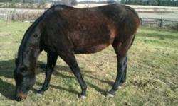 5 year old Gelding
Thoroughbred
Has been started over jumps and ride English or western.
Very easy Keeper!!
Farm Sold horse last horse to go.
Best offer takes him.
This ad was posted with the Kijiji Classifieds app.