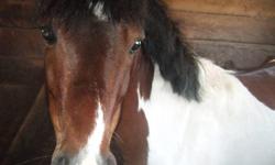 Sunny is roughly 5 yrs old and has an awesome personality!. hes only green broke but has great potentional. hes great in the barn super clean in his stall gets along with other horses isnt very spooky hes about 11hh only reason for selling is because hes