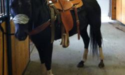 Video available on youtube by looking up 5 year old black Quarter Horse gelding or clicking/copy and pasting link: http://www.youtube.com/watch?v=L4nAHrsXEP0&edit=ev&feature=uenh
 
 
5 yr old 14.3hh black quarterhorse gelding, up to date on shots, and