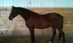 15'3 bay. Oldenburg bred Canadian warmblood. Well started. Awesome natural gaits. Easily gets round. Strong collected canter and big swinging trot. Very sensible and confident. Started over trot poles and cross rails. Eager to please and bold. See video