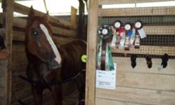 5 yr old irish draught cross tb mare. Her sire is kilpeck diamonds knight. W/t/c/poles/jumps. Would suit dressage, hunter or jumper. Fancy, good head on her shoulders, tries hard. Easy keeper, trailers, bathes, vet, blacksmith, in full training. Training