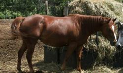 LYNXS LUCKY BARS - 5 yr old sorrel mare.  Big hip, short back, good legs.  14.3h attractive mare.  Will make a good saddle horse with potential as a team penning or sorting horse.  Started with ground work and backed a few times. first picture is recent.