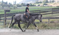 Brie is a 5yr old warmblood mare by Beau Soleil. She is super quiet, and stands 15.3hh. Professionally started as 3yr old, this mare is wonderful in the ring and on the trail. Brie has a super cute jump and has been jumped to 3'0". She has been hauled out