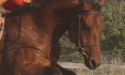 5 yr old QH Gelding. 16.1hh. Checkers is a very sensible gelding, he is well broke. He has jumped to 2'6" and hacks out on the road and in the field. Checkers has a nice big trot and a smooth canter. Could do english or western. Born and raised on the