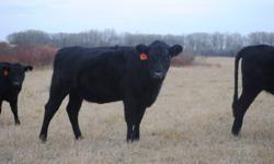 For sale 60 bred heifers.
50 blacks and 10 reds all bred to purebred black angus easy calving low birth weight bulls.
Theyre bred to start calving the 15th of April
they weigh in the 1000lb range
most of these heifers are ONE IRON cattle and will make a
