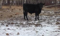 Black Angus cross bull calf. Between 400 lbs and 500 lbs.
       Please call 762-5752