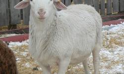 May born Fullblood white dorper ram. Has been in with 40 commercial ewes (and another ram) so he has lost some condition but is a really nice lamb. The last picture is him at 8 weeks of age- no grain just grass and milk. Very Quiet.
