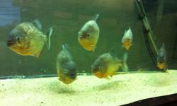 (LAST CHANCE BEFORE I BRING THEM INTO BIG AL'S)I have 6 Red Belly Piranhas I have owned for about a year. They are fed a diet of tilapia, shrimp, or any white fish fillet soaked it vitachem. They are fed every 2-3 days. I am looking to get $125 for the