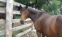 Offered for sale- Carma is a 6 year old Anglo-Arabian mare, bay, 14.2hh, good conformation and great feet. Green broke w/t/c. Can be ridden bare-back with a halter and lead-line or tacked up. Was broke as a 3 year old and shown english but has not done