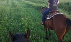 Beautiful 6 year old paint cross mare. Broke to ride. Ridden on trails this past summer. Very sweet temperment, loves people. Moving and must down size my herd! Can be sold with breeding to my Registered Paint Stallion. Open to offers.