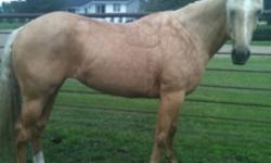 Mia is a very friendly horse. She loves to be groomed and loves attention. I am only selling because I can't give her the education and time she deserves. She loves a stroll down the road and has very nice rhythm, speed and stops, and is a very smooth