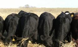 70 Quiet Black Angus / Black Blaze Heifers. These heifers will make a good set of moderate framed mamma cows that will be easy to take care of. They have not been pushed on grain at all, and are currently still out grazing fall rye. They have been bred to