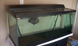 I have a 75 Gallon fish tank for sale. Its in great shape about 10 months old, includes 405 fluval filter system including media.
 
Glass canopy top with light, gravel, heater, i have a oscar and pleco you can have a no extra cost there optional. Tank