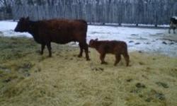 For sale: 7 cow calf pairs for sale. Calving dates range from aug 15 to dec 1. cows are angus/simm cross. 5 are red cows with one simmental and one tan. 4 heifer calves, 3 bull calves. Asking 1600 per pair.
