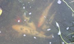 7 Pond Koi Fish. They range in size from 7" to 14" long. Healthy fish that have been in this pond for 4 years. They spend the winter in the pond. Want to get them a new home before winter if possible. Willing to sell all for $600.