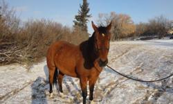 Motley is a 16.2 hh bay Quater Horse gelding. He was papered but papers have been lost by previous owner. He is a nice big thick horse. He has not been roped off of but would make a great ranch horse. Very calm and easy to get along with. Had been shown