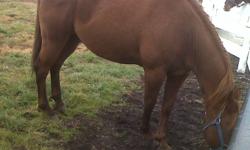 Apx 14.3 HH 8 y/o registered paint gelding.  Stands well to be saddled and groomed, loads well. This horse is a bit on the spooky side.  Needs an owner that has time to work with him.  He has been exposed to cattle, does well with other horses just a