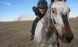 Need to sell before winter. Well-broken. Yoshie has been ridden by 10 year old greenhorn rider. Slightly more experienced rider would be better for him. About 15 hands high. Call 306-946-2603 or email.