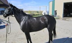 Moca is a 8 year old gelding. He's been used for almost everything, from pasture roping and branding to trail-riding. He has energy to burn and is very tough! He needs an experienced rider to use him everyday at work. Im asking $1500.00, but am open to