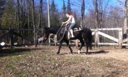Q.H is 15.2 black very pretty. Does well at natural horsemanship. Requires experienced rider. Good with kids. Very kind n teachable. Never kicked or bit. Gelded
T.B. Is a bay about 14.2 n still growing. Some ground work started. Never kicked or bit.