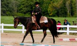 Hesa Fancy Tabu by Triple Tabu is 14.3 hands and dark bay in colour. He is in the Incentive Fund and has $578 in Incentive Fund earnings as of 2010 season.He earned his AQHA ROM in Trail in 2008. He has 17 AQHA points in Green Trail, 6.5 AQHA points in
