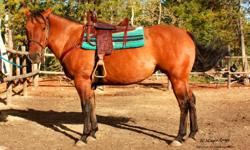 Sage is a purebred unregistered Quarter Horse mare her bloodlines go back to Zan Parr Bar. Sage was used as a broodmare for most of her life. She throws big beautiful well muscled foals, and her kind disposition. She needs an experienced rider to continue