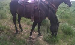 Blue:  9 YR old gelding, ranch used, stand good for farrier, easily trailer loads and unloads.
