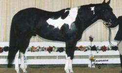 Booking for 2012 Breeding Season Now- excellent mare care in safe individual pens.
1999 16.2 HH Black Tobiano Stallion Resulting foals from mares bred this spring will be eligible for the Canadian Colors Futurities. Registered APHA & PTHA, HYPP N/N -