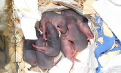 We currently have 3 litters of rats, totaling 26 babies.
1st litter of 7 born Dec 10th
2nd litter of 7 born Dec 11th
and 3rd litter of 12 born Dec 13th
They will be weaned off their mother in the second week of January.
Colours are white, black and white,