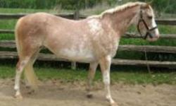 KC is a 7 year old strawberry roan welsh pony mare, stands 13.2 and has tall white stockings and a white face.
She is extremely sweet and easy to handle, loves attention and to be fussed over, is great with kids.
 
She has show experience in the hunter