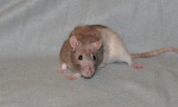 Breed: Rat
 
Age: Adult
 
Sex: F
 
Size: S
Carling may look mischievous... and she is! She has a youthful attitude that makes her a joy to have around. Quiet at times, you can tell she's always thinking, wondering what to do next. But more than adventure