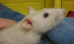 Breed: Rat
 
Age: Adult
 
Sex: F
 
Size: M
Primary Color: Beige
Age: 0yrs 0mths 0wks
 
View this pet on Petfinder.com
Contact: BC SPCA South Okanagan/Similkameen Branch, Penticton | Penticton, BC