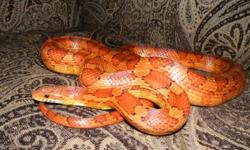 Name: Checkers
Age: 4 years old
Length: Approx. 4 feet (48inches)
Colour Phase: Regular
(Orange background, red saddle-markings edged in black)
 
Comes with everything he needs including a large tank, substrate, a heatlamp and heat bulbs (night and day),