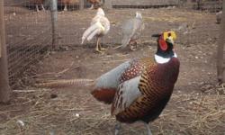 I have some male and female adult pheasants for sale , $20 each , If you want give me a call DOUG @ 604 7712521. thank you.I also have red golden , yellow golden and lady  emherst  for sale .