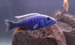 I have a bunch of African Cichlid fry (babies) for sale.
Electric Blue Iceberg - White Blaze - batch 1 at 1" --> 5 for $25 ($5/ea)
Electric Blue Iceberg - White Blaze - batch 2 at 0.75" --> 5 for $20 ($4/ea)
Photo 1-2 of father
Each batch was with